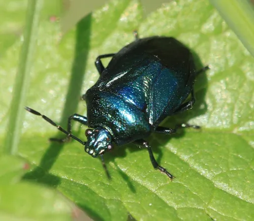 Blue Shieldbug - photo 5