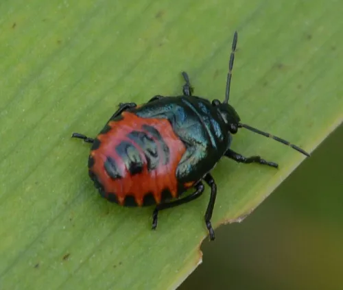 Blue Shieldbug - photo 6