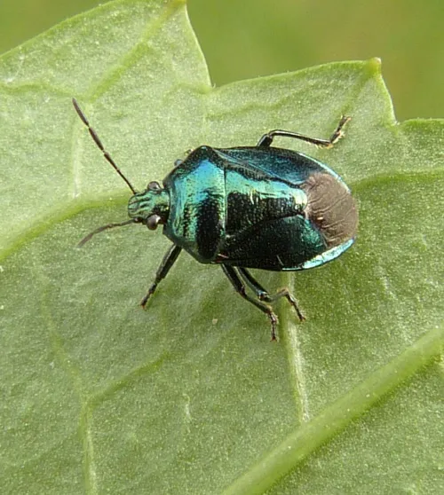 Blue Shieldbug - photo 7