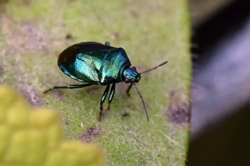 Blue Shieldbug - photo 8