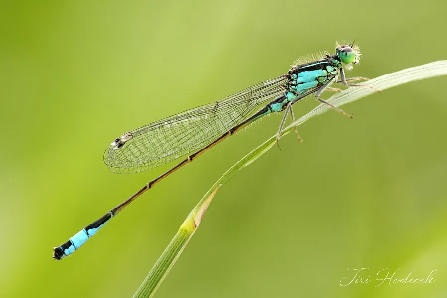 Blue-tailed Damselfly - photo 3