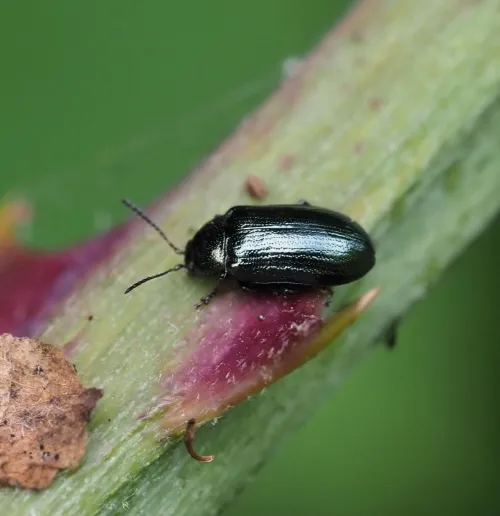 Blue Willow Beetle
