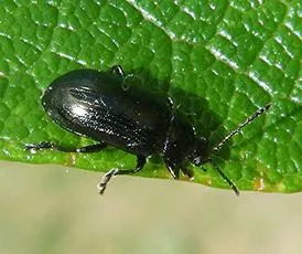 Blue Willow Beetle - photo 2