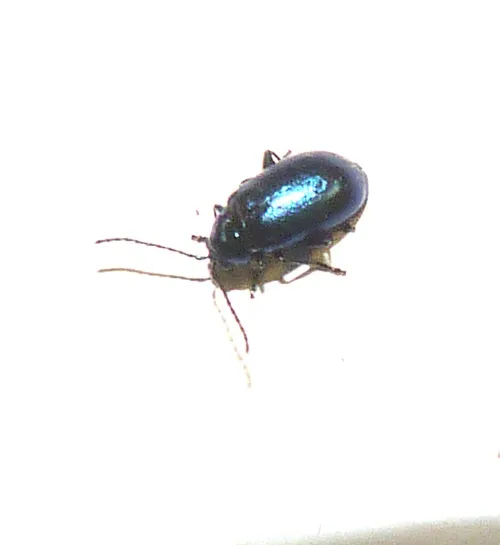 Blue Willow Beetle - photo 3