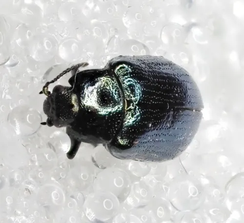 Blue Willow Beetle - photo 4