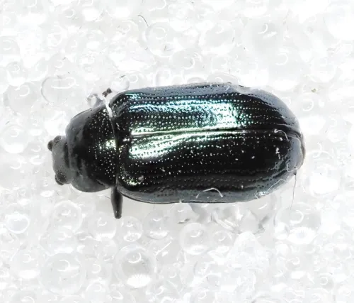Blue Willow Beetle - photo 5