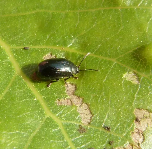 Blue Willow Beetle - photo 6