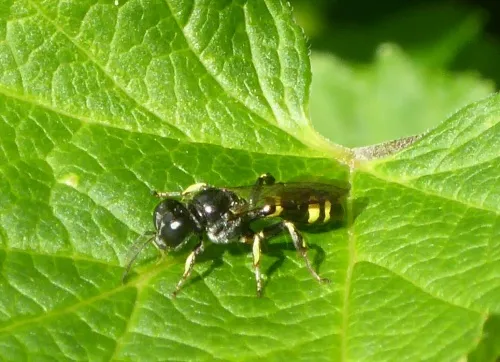 Blunt Tailed Digger Wasp