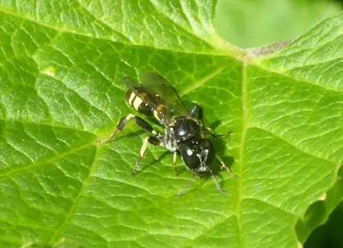 Blunt Tailed Digger Wasp - photo 2