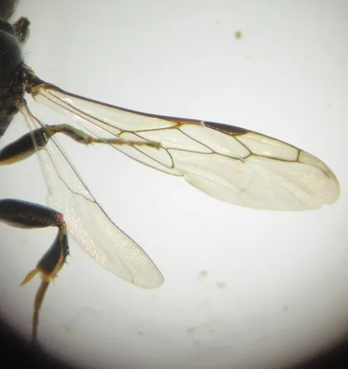Blunt Tailed Digger Wasp - photo 3