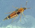 Girdled Lordithon