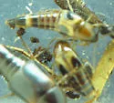 Lordithon fungicola