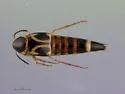 Lordithon kelleyi
