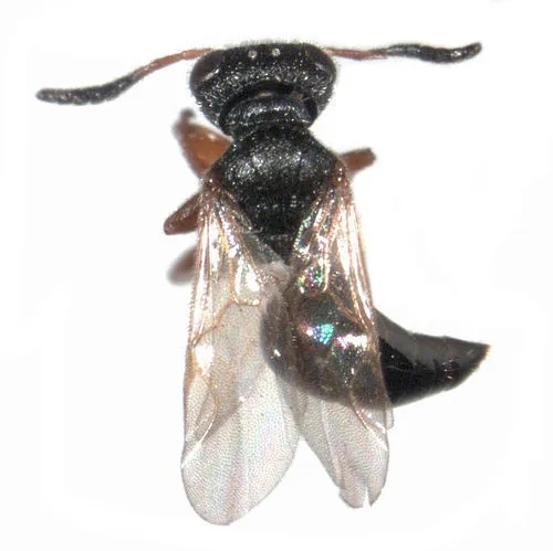 Bocchus thorpei