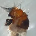 Boettcheria cimbicis - photo 5