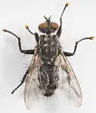 Boettcheria latisterna