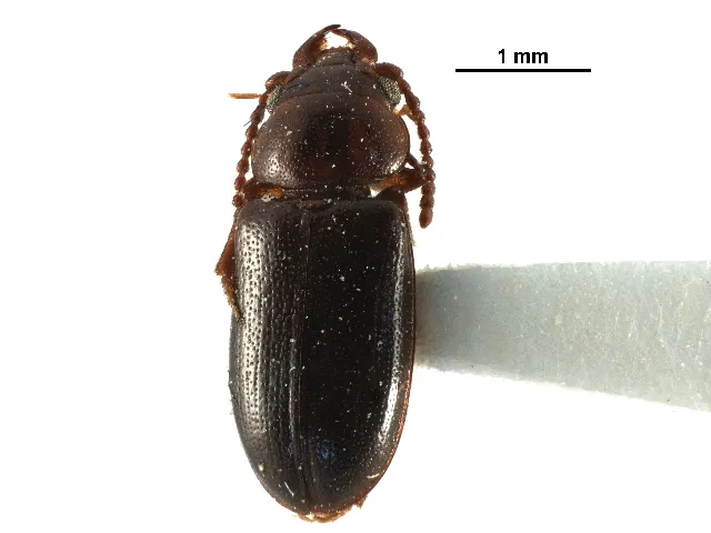 Boganiidae - photo 3