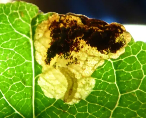 Bohemannia pulverosella
