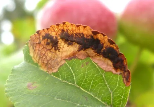 Bohemannia pulverosella - photo 2