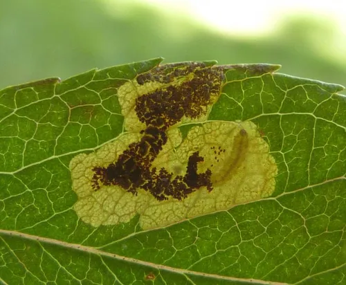 Bohemannia pulverosella - photo 3