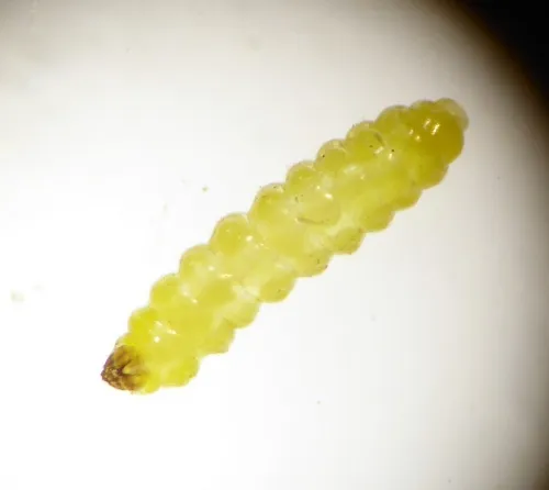 Bohemannia pulverosella - photo 6