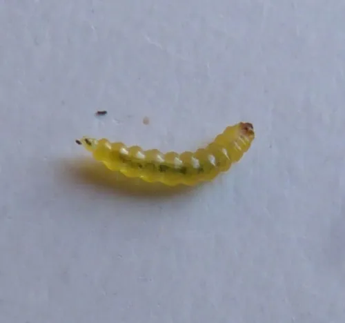Bohemannia pulverosella - photo 8