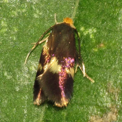 Bohemannia quadrimaculella