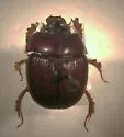 Bolbelasmus hornii