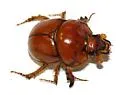 Bolbocerastes imperialis