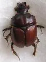 Bolbocerastes imperialis - photo 2