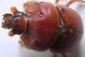 Bolbocerastes imperialis - photo 3