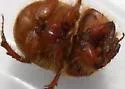 Bolbocerastes imperialis - photo 4