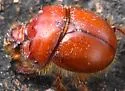 Bolbocerastes imperialis - photo 5
