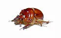 Bolbocerastes regalis