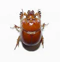 Bolbocerastes regalis - photo 2