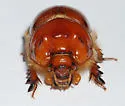 Bolbocerastes regalis - photo 4