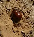Bolbocerastes regalis - photo 5