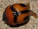 Bolbocerosoma biplagiatum