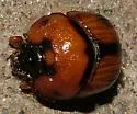 Bolbocerosoma biplagiatum - photo 2