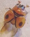 Bolbocerosoma biplagiatum - photo 4