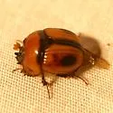 Bolbocerosoma biplagiatum - photo 5