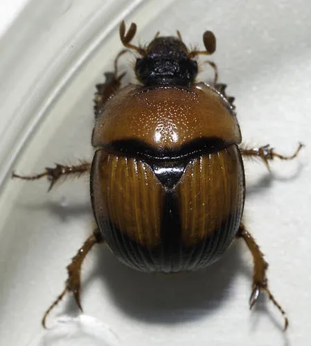 Bolbocerosoma bruneri