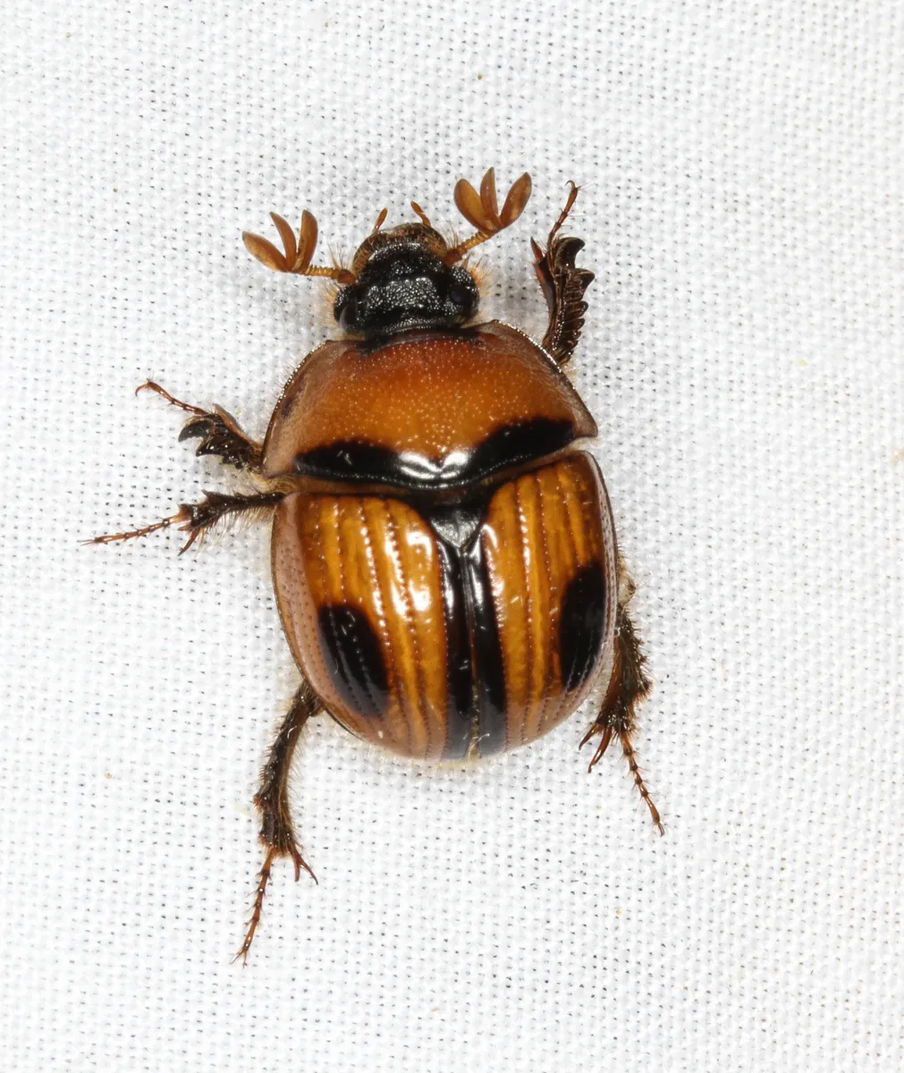Bolbocerosoma confusum