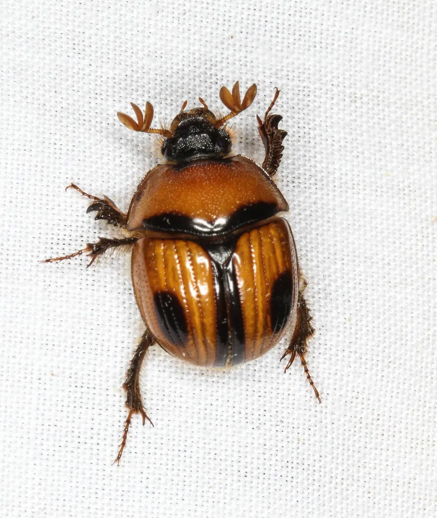 Bolbocerosoma confusum - photo 3