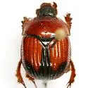Bolbocerosoma elongatum