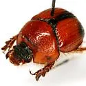Bolbocerosoma elongatum - photo 2