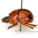 Bolbocerosoma elongatum - photo 3