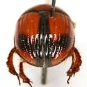 Bolbocerosoma elongatum - photo 4