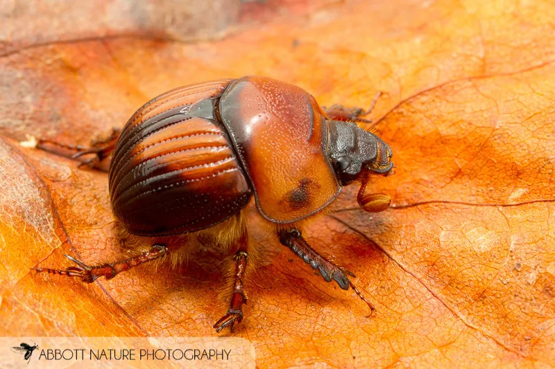 Bolbocerosoma farctum - photo 2