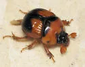 Bolbocerosoma hamatum